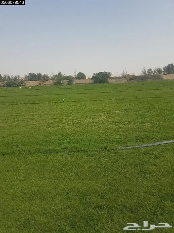 انجيله وعشب طبيعي للحدائق بسعر منافس وجوده 5