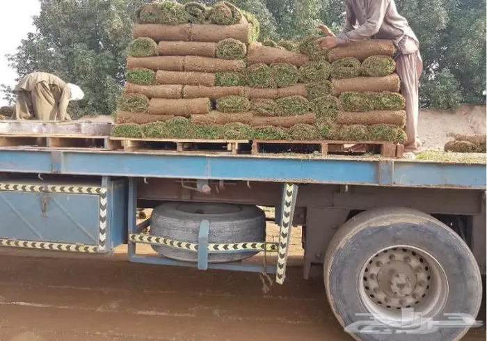 انجيله وعشب طبيعي للحدائق بسعر منافس وجوده 11