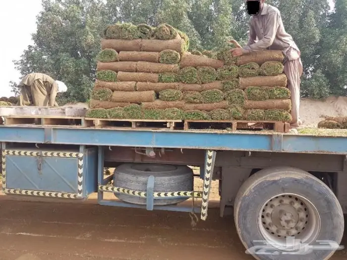 انجيله وعشب طبيعي للحدائق بسعر منافس وجوده 10