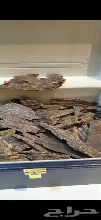 ماليزي   مالينو تربل سوبر 1