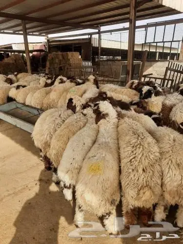 معلم شوي خارجي في الاستراحات بالرياض 14