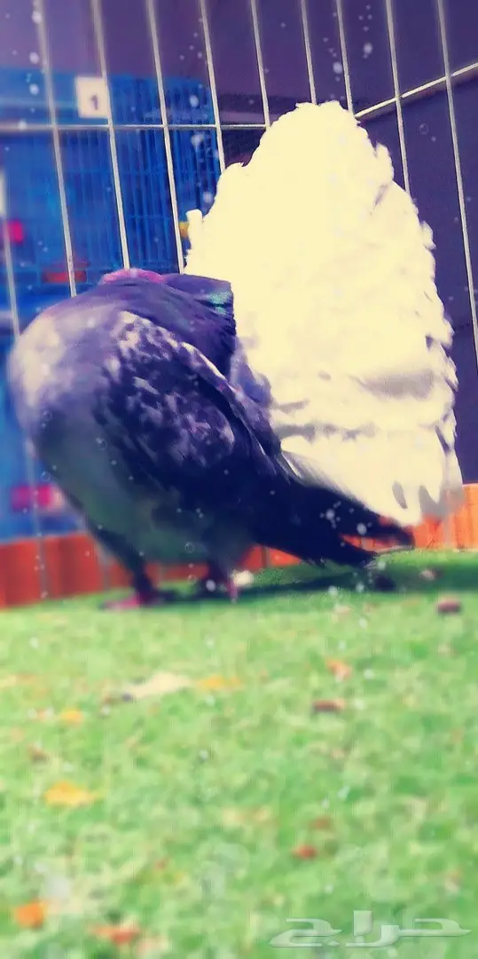 فحل هولندي بدي مارك (( تم البيع )) 0