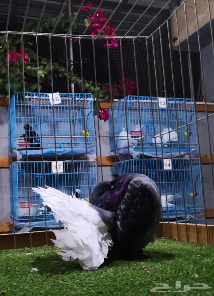 فحل هولندي بدي مارك (( تم البيع )) 5