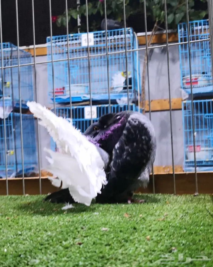 فحل هولندي بدي مارك (( تم البيع )) 4