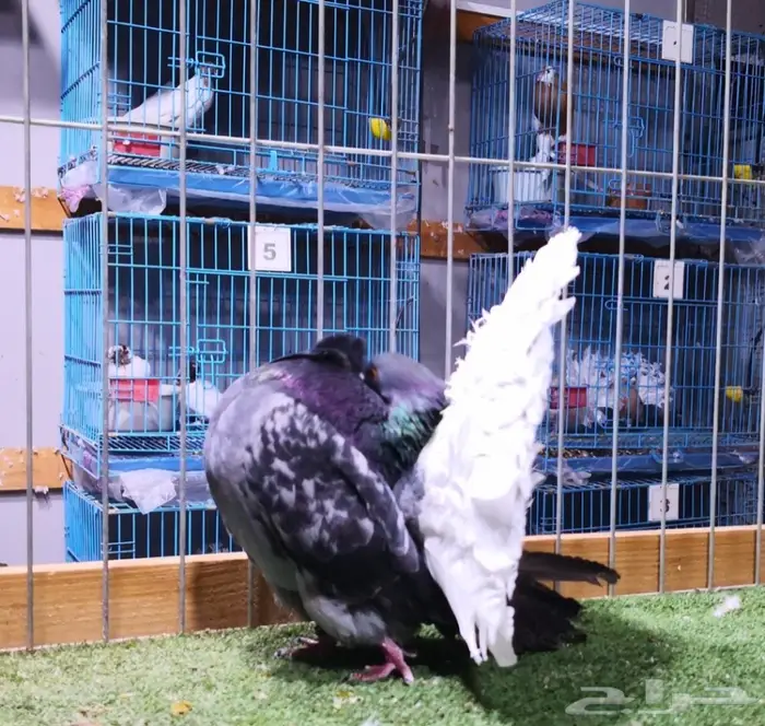 فحل هولندي بدي مارك (( تم البيع )) 2