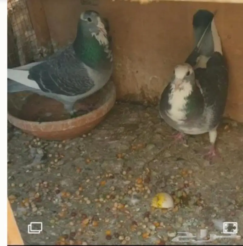 زاجل أبطال وخطوط فوز بشهادات اصل و نسب 15