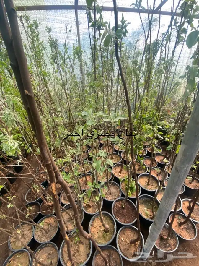 شتلات فواكة الجبل للبيع 4