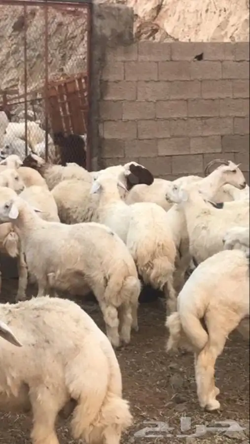 ذبايح سواكني وتيوس وحريه مع خدمة الذبح والتوصيل 2