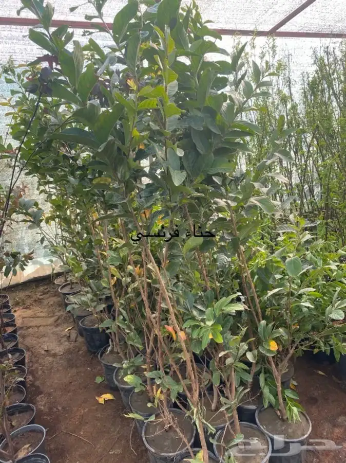 شتلة حناء فرنسي للبيع 0