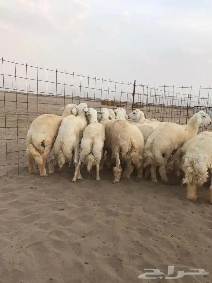 ذبايح سواكني وتيوس وحريه مع خدمة الذبح والتوصيل 9