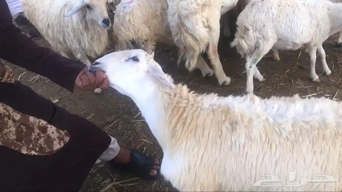 ذبايح سواكني وتيوس وحريه مع خدمة الذبح والتوصيل 7