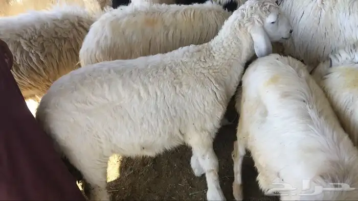 ذبايح سواكني وتيوس وحريه مع خدمة الذبح والتوصيل 0