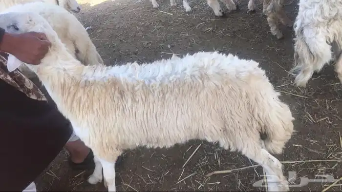ذبايح سواكني وتيوس وحريه مع خدمة الذبح والتوصيل 6