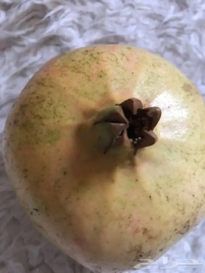 شتلات بلدي منتجه 8