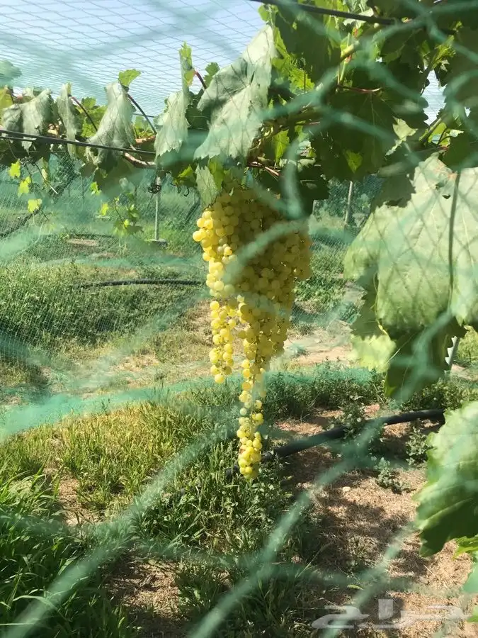 شتلات بلدي منتجه 9
