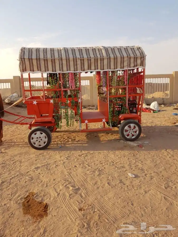 خيل وجمال لتغطية المهرجانات أنحاء المملكة 6