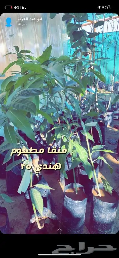 اشجار مزهره ومثمره باسعار منافسه 6