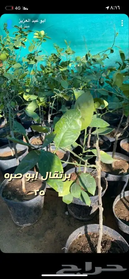 اشجار مزهره ومثمره باسعار منافسه 5