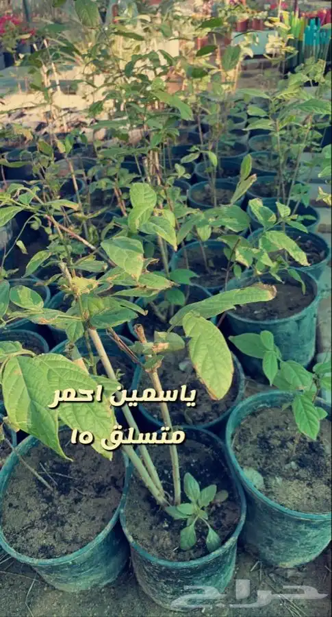 اشجار مزهره ومثمره باسعار منافسه 1