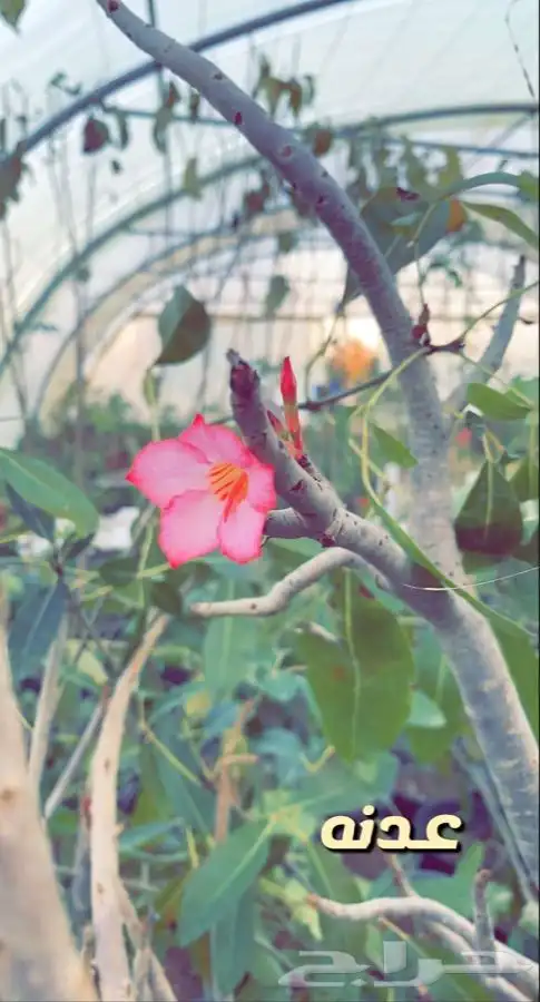 اشجار مزهره ومثمره باسعار منافسه 0