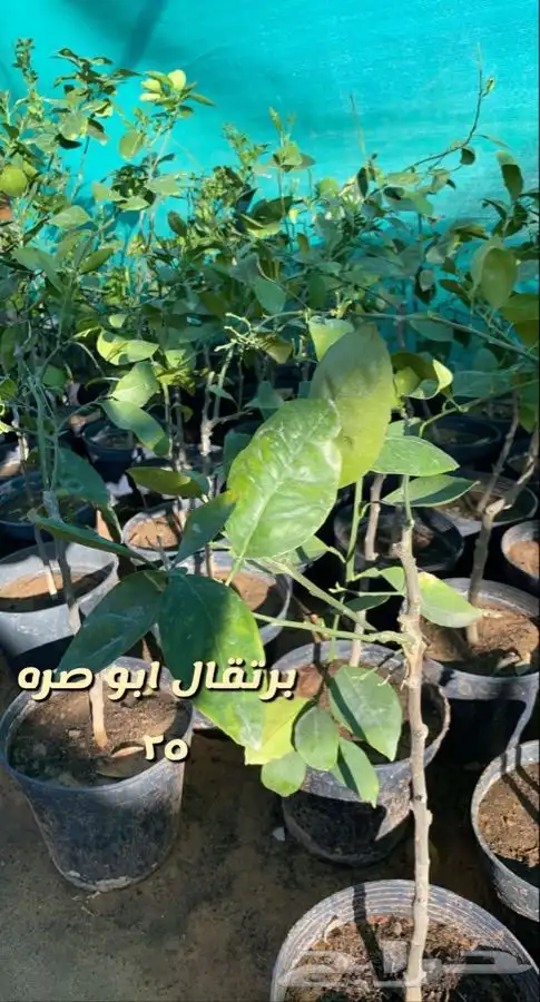 اشجار مزهره ومثمره باسعار منافسه 4
