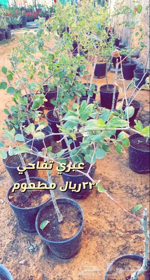 اشجار مزهره ومثمره باسعار منافسه 3