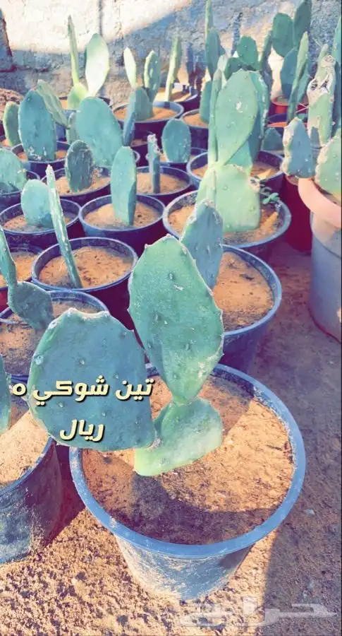 اشجار مزهره ومثمره باسعار منافسه 2