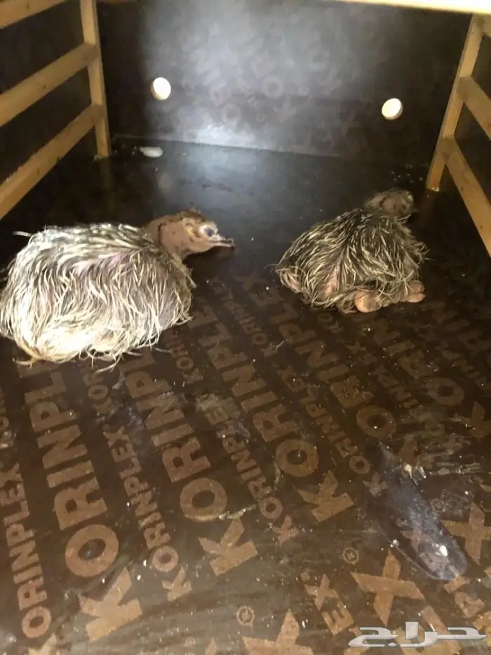 تفصيل فقاصات يدويه جميع الاحجام 9