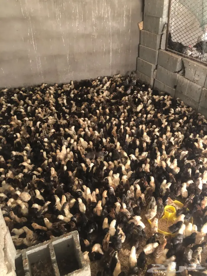 تفصيل فقاصات يدويه جميع الاحجام 12