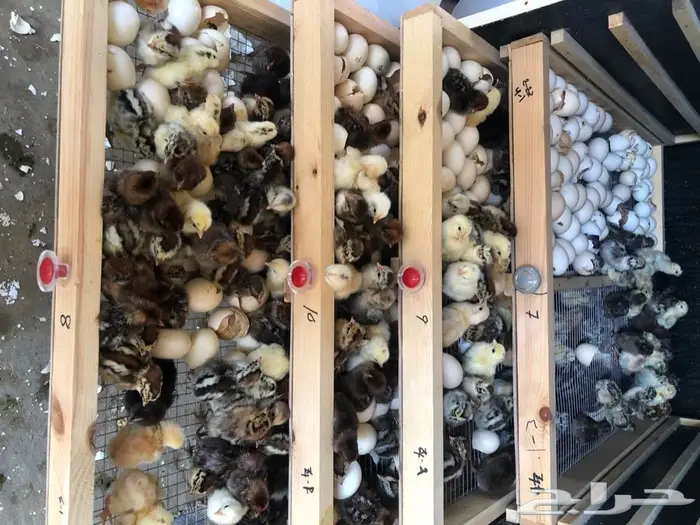 تفصيل فقاصات يدويه جميع الاحجام 10