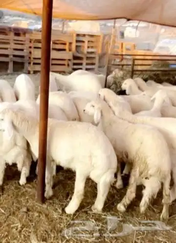 ذبايح خرفان ورخال حريه من غنم شهران 1
