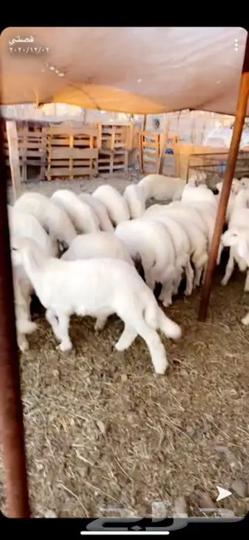ذبايح خرفان ورخال حريه من غنم شهران 5