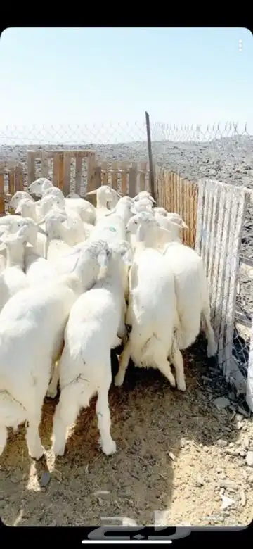 ذبايح خرفان ورخال حريه من غنم شهران 4