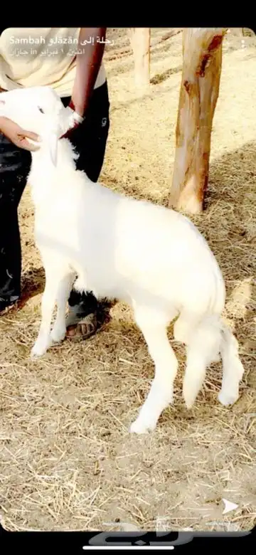 ذبايح خرفان ورخال حريه من غنم شهران 7
