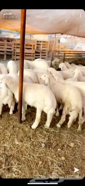 ذبايح خرفان ورخال حريه من غنم شهران 6