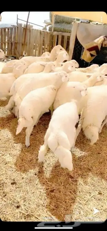ذبايح خرفان ورخال حريه من غنم شهران 3