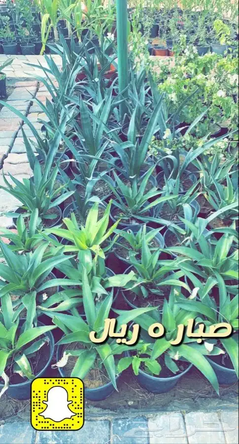 شتلات واشجار مخفضه الاغلب 5 ريال 0