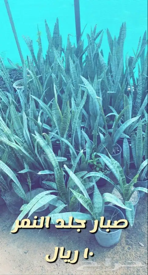 شتلات واشجار مخفضه الاغلب 5 ريال 7