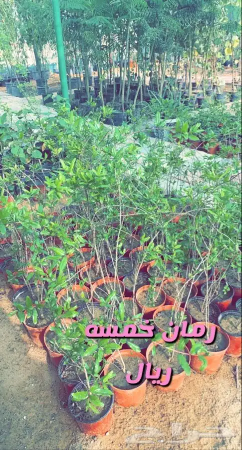 شتلات واشجار مخفضه الاغلب 5 ريال 1