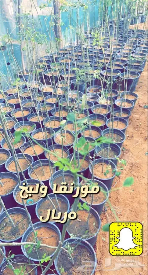 شتلات واشجار مخفضه الاغلب 5 ريال 6