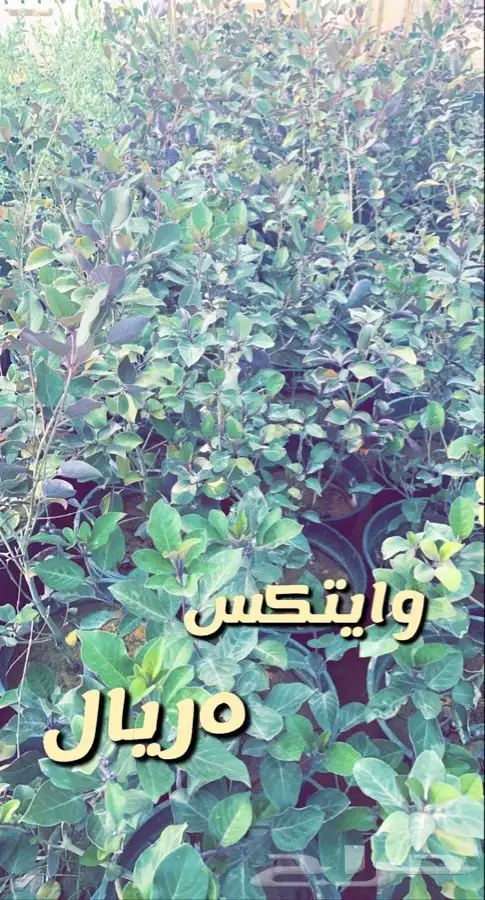 شتلات واشجار مخفضه الاغلب 5 ريال 2