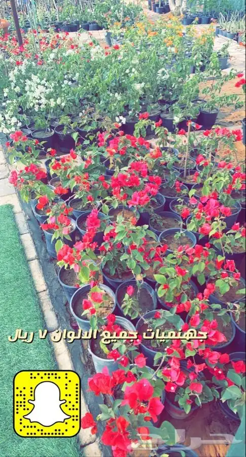 شتلات واشجار مخفضه الاغلب 5 ريال 3