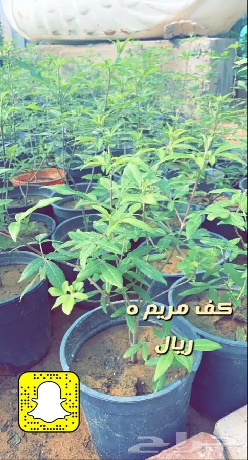 شتلات واشجار مخفضه الاغلب 5 ريال 4