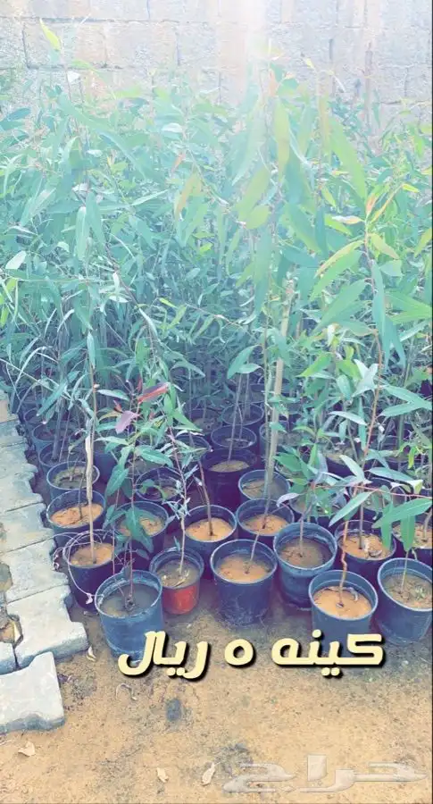 شتلات واشجار مخفضه الاغلب 5 ريال 5