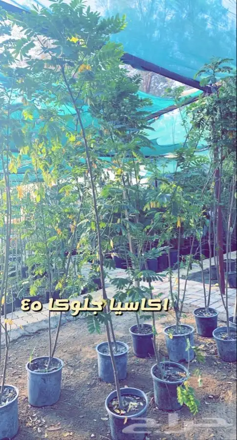 اشجار مثمره ومزهره مخفضه 5