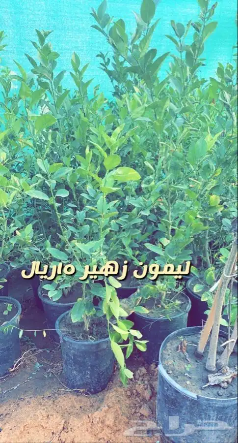 اشجار مثمره ومزهره مخفضه 7