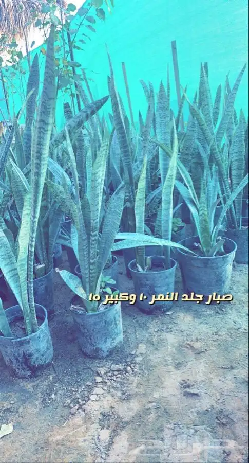 اشجار مثمره ومزهره مخفضه 9