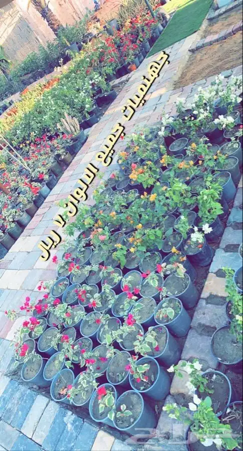 اشجار مثمره ومزهره مخفضه 3