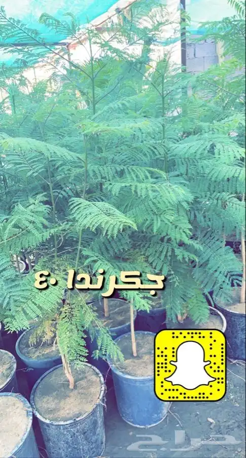 اشجار مثمره ومزهره مخفضه 4