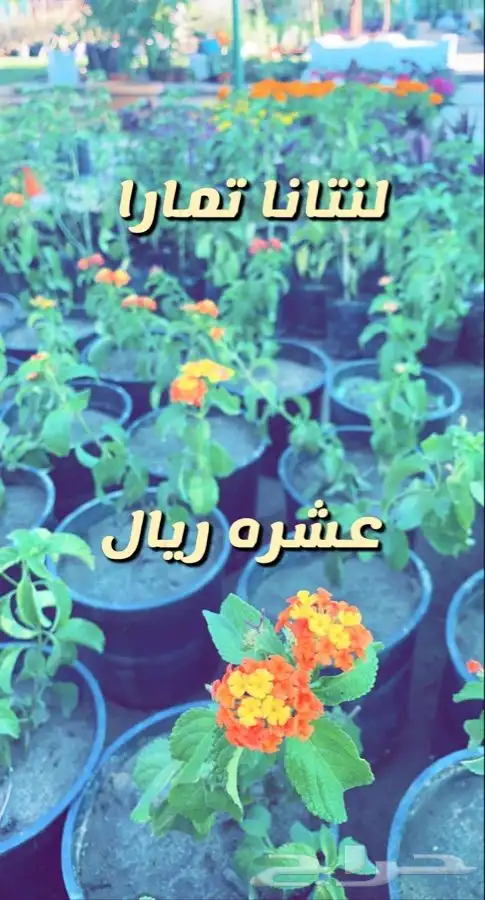 اشجار مثمره ومزهره مخفضه 1